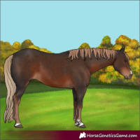 Horse Color:Unknown 