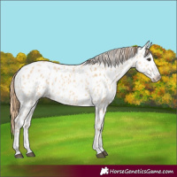 Horse Color:Red Dun Appaloosa
