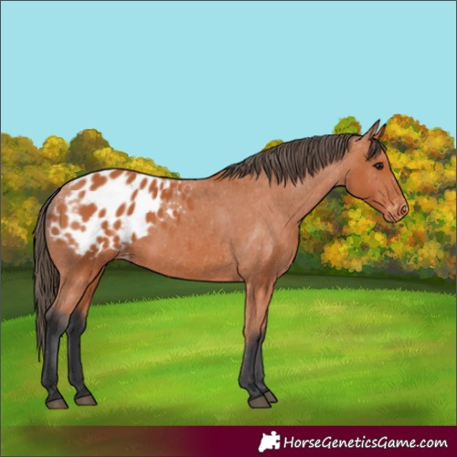 Horse Color:Bay Appaloosa 