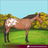 Horse Color:Bay Blanket