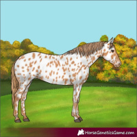 Horse Color:Chestnut Near Leopard