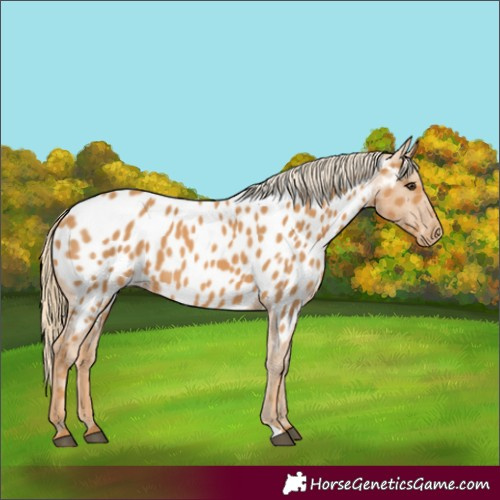 Horse Color:Chestnut Appaloosa 