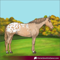 Horse Color:Chestnut Blanket