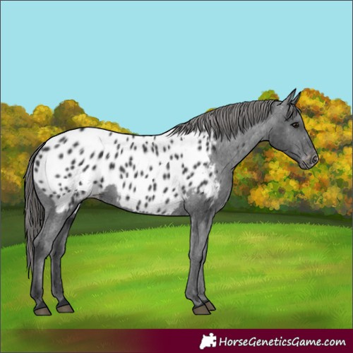 Horse Color:Black Appaloosa 
