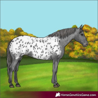 Horse Color:Black Appaloosa