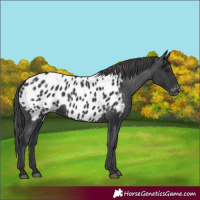 Horse Color:Black Appaloosa 