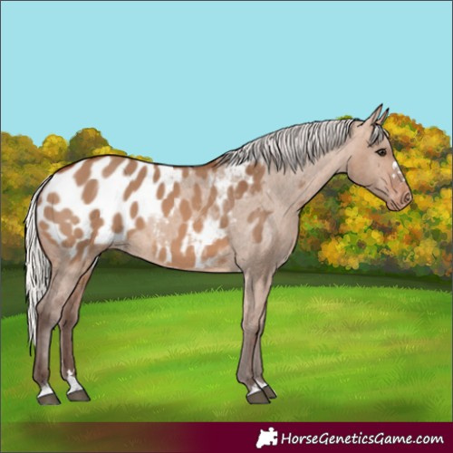 Horse Color:Silver Brown Dun Appaloosa 