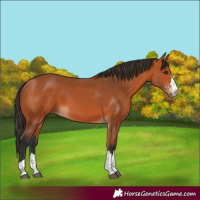 Horse Color:Bay 