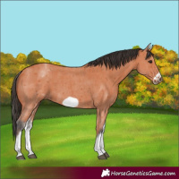 Horse Color:White Spotted Bay Sabino Frame 