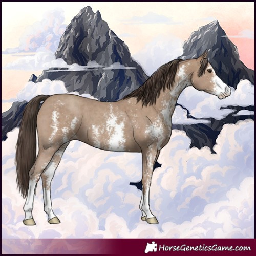 Horse Color:Classic Champagne Sabino 