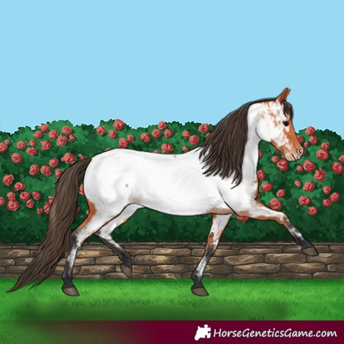 Horse Color:Bay Near Fewspot