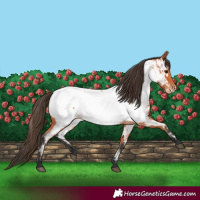 Horse Color:Bay Near Fewspot