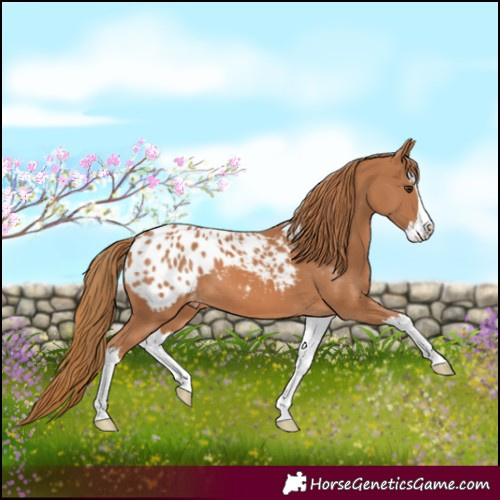 Horse Color:Chestnut Splash Appaloosa 