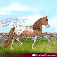 Horse Color:Chestnut Splash Appaloosa 