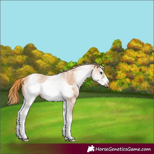 Horse Color:White Spotted Chestnut Sabino Frame 