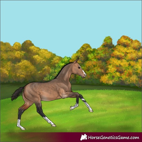 Horse Color:Bay Dun