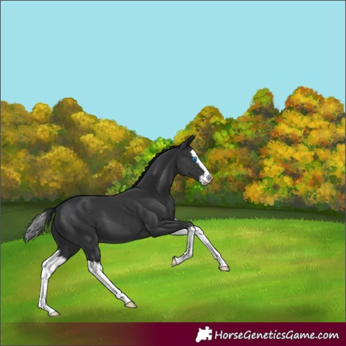 Horse Color:Black Splash 