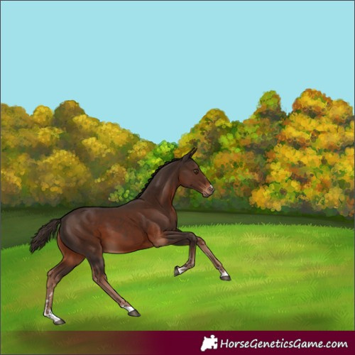Horse Color:Liver Chestnut 