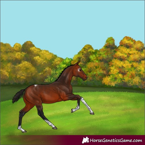 Horse Color:Gray Bay Tobiano 