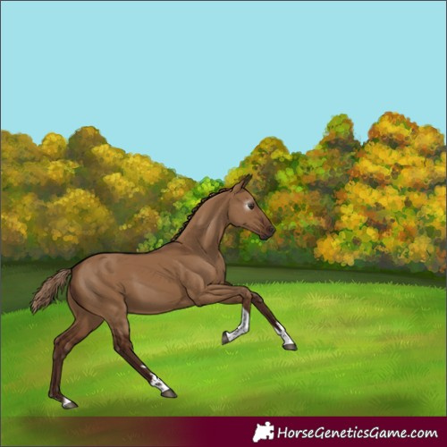 Horse Color:Gray Red Dun Tobiano 