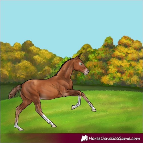 Horse Color:Gray Gold Champagne Tobiano