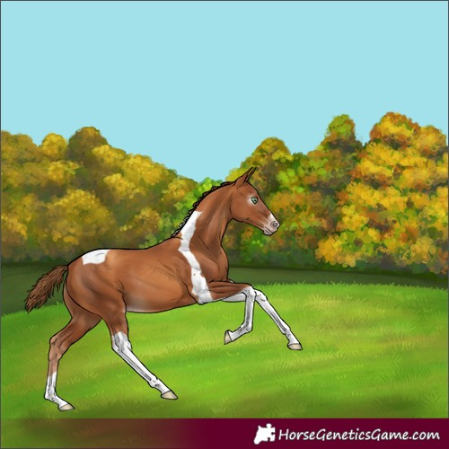 Horse Color:Gray Gold Champagne Tobiano