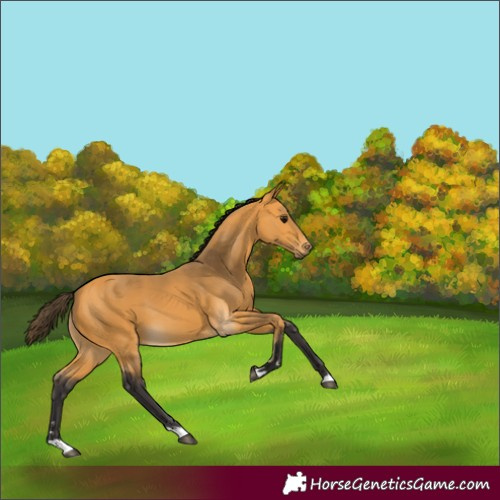 Horse Color:Buckskin 