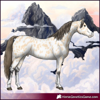 Horse Color:Buckskin Sabino Near Leopard