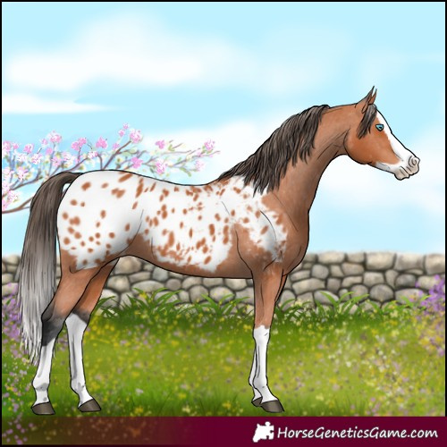 Horse Color:Bay Splash Appaloosa 