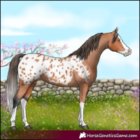 Horse Color:Bay Splash Appaloosa 