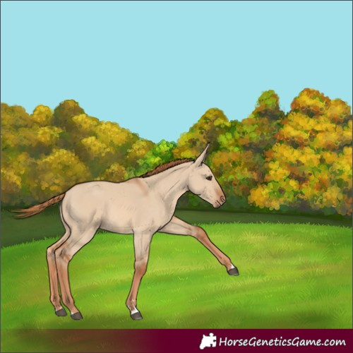Horse Color:Red Dun 