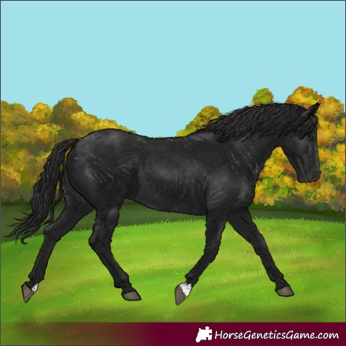 Horse Color:Gray Black