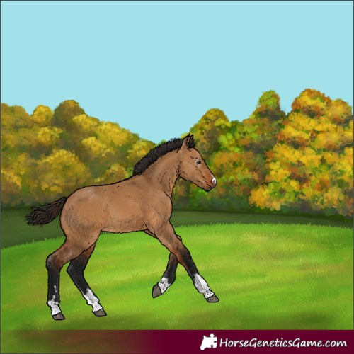 Horse Color:Gray Bay Dun 