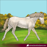 Horse Color:Buckskin Pearl Sabino 