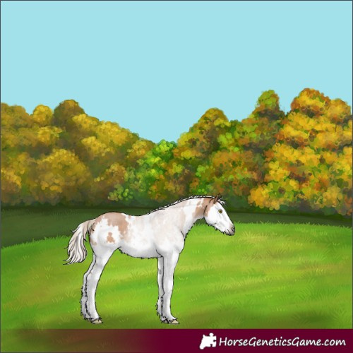 Horse Color:Gray White Spotted Silver Bay Dun Sabino Splash Rabicano 