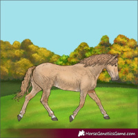 Horse Color:Unknown 