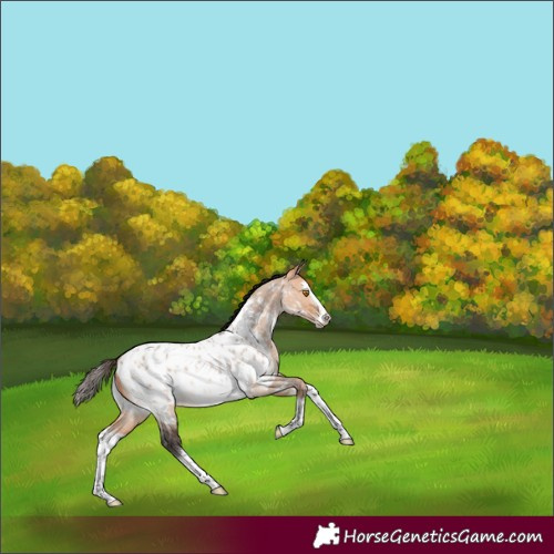 Horse Color:Bay Roan Dun Splash Frame Appaloosa Rabicano