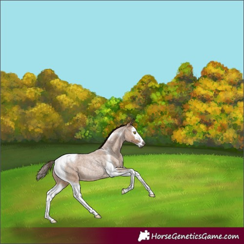Horse Color:Gray Red Dun Roan Splash Tobiano Rabicano