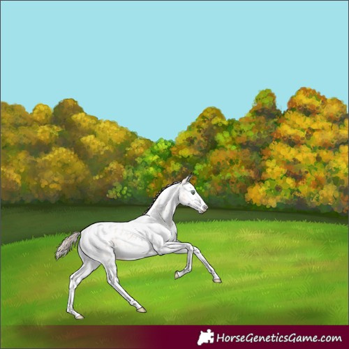 Horse Color:Gold Champagne Roan Dun Splash Tobiano Appaloosa 