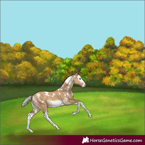 Horse Color:Gray White Spotted Silver Bay Dun Splash Frame Rabicano