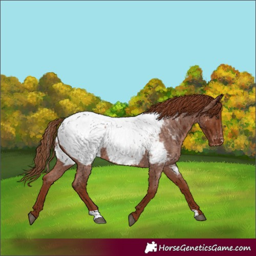 Horse Color:Red Roan Appaloosa