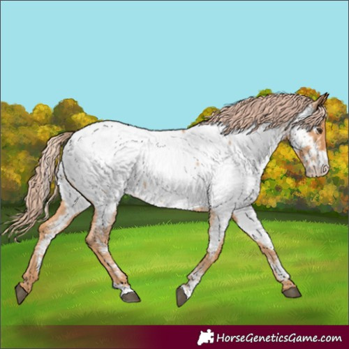 Horse Color:Red Roan Appaloosa