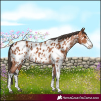 Horse Color:Bay Sabino Appaloosa 