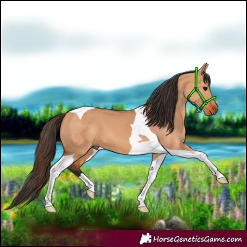 Horse Color:Bay Dun Tobiano