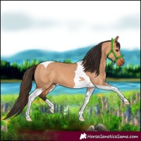 Horse Color:Bay Dun Tobiano 