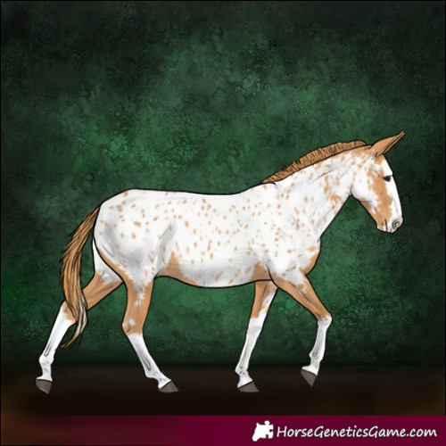 Horse Color:Chestnut Splash Near Leopard 