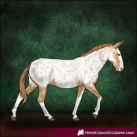 Horse Color:Chestnut Splash Near Leopard