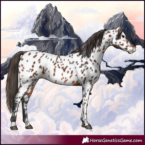 Horse Color:Bay Appaloosa 