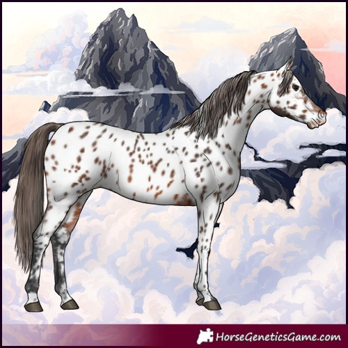 Horse Color:Bay Near Leopard 