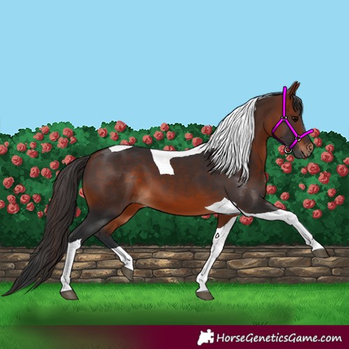 Horse Color:Brown Tobiano 